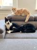 3 hauskater suchen ein neues Zuhause